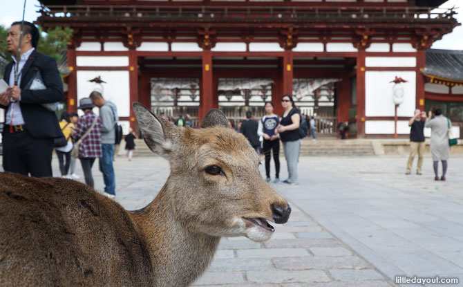 A Day Trip To Nara, Japan: Deer, Sights And Mochi