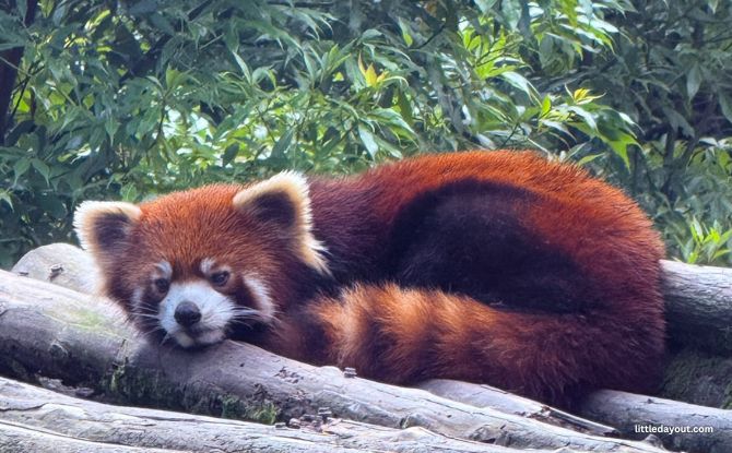 8-Day Itinerary To Chengdu: Teen-friendly Things To Do 8 21 2