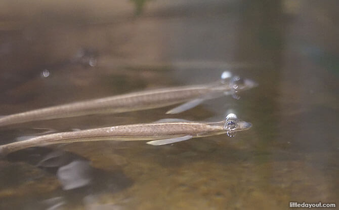 Four-eyed fish