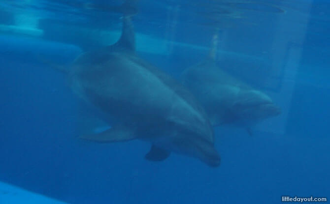 Kyoto Aquarium's dolphins