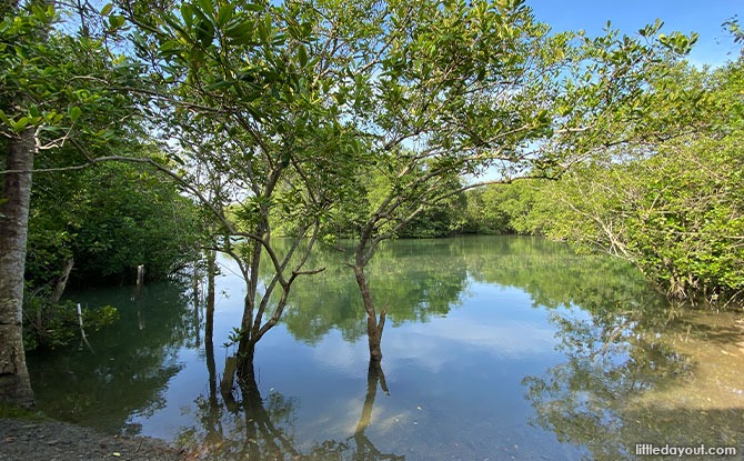 Mangroves