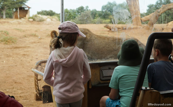 Lions at the African Trail