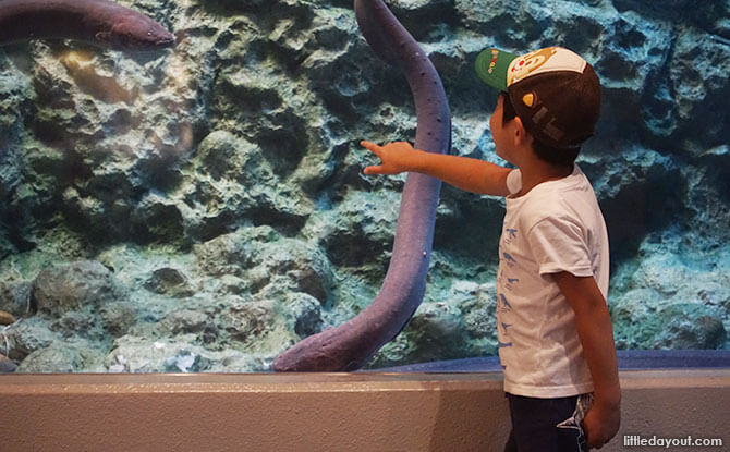 Electric eel in a tank display