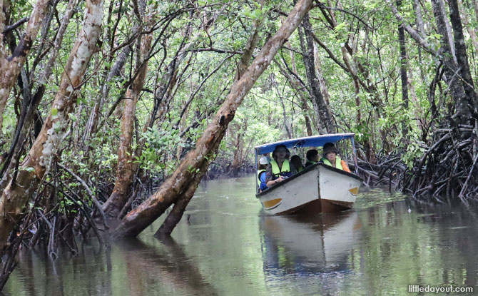 Mangrove Tour, The Bintan Residence