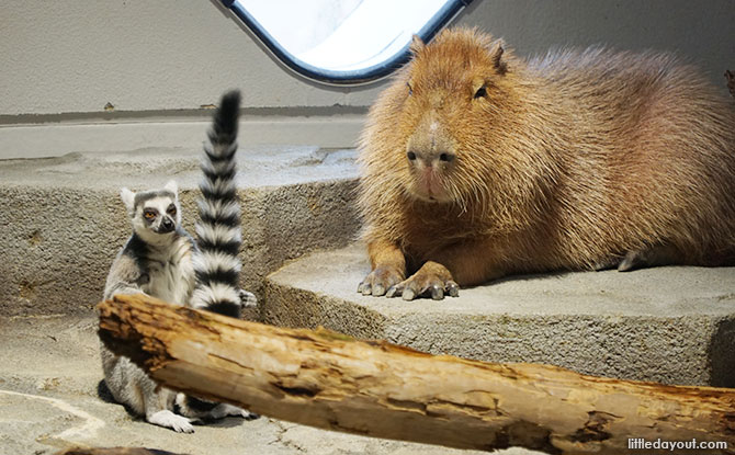 Animals at the Behaviour Zone at NIFREL, EXPOCITY, Osaka