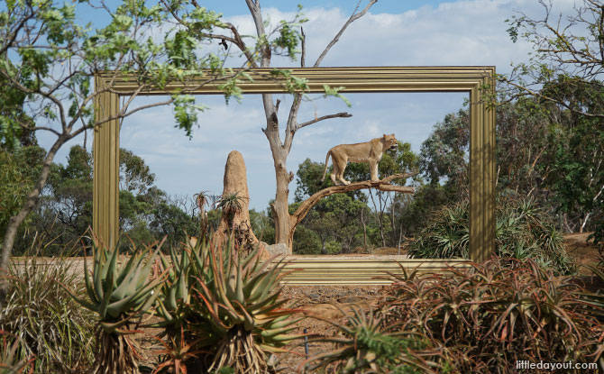 Lions at the Werribee Zoo