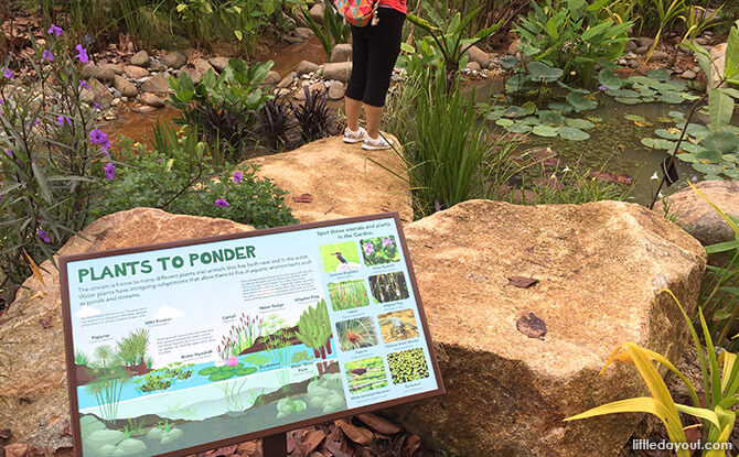 Stream Plants at Jacob Ballas Children’s Garden New Extension