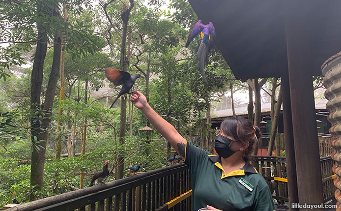 Bird Feeding at Jurong Bird Park