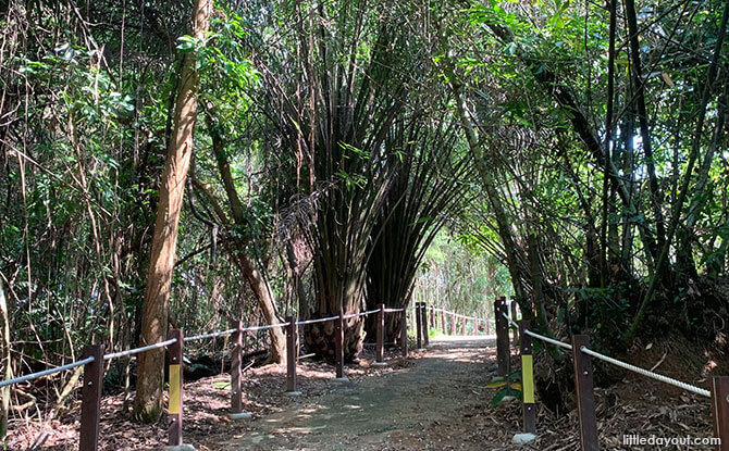 Trails at Thomson Nature Park Singapore