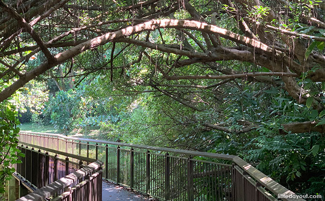 Marsh Garden Boardwalk