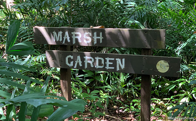 Marsh Garden