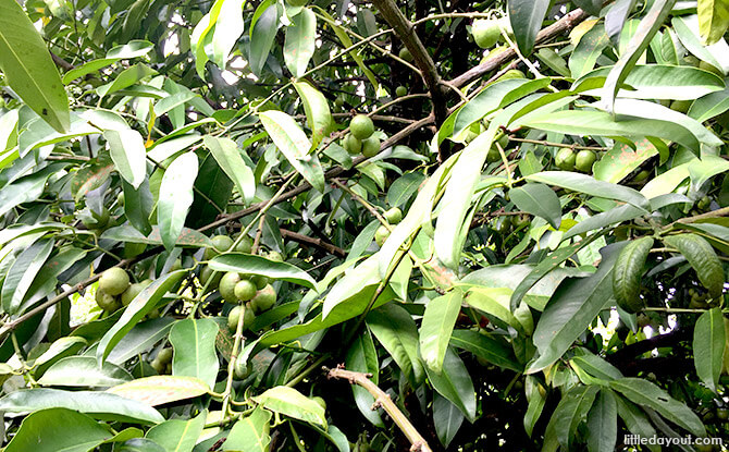 Fake Mangosteens at Orchard Zone at Jacob Ballas Children’s Garden New Extension