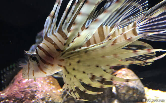 Coral fish at the Kyoto Aquarium