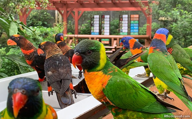 Lory Loft at Jurong Bird Park