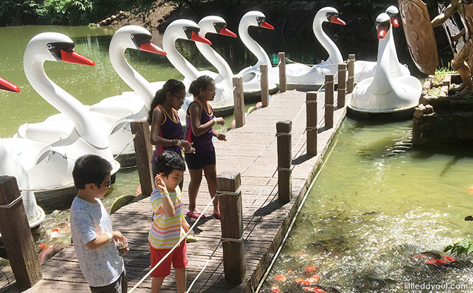 Feeding fish at Swan Lake in Ipoh