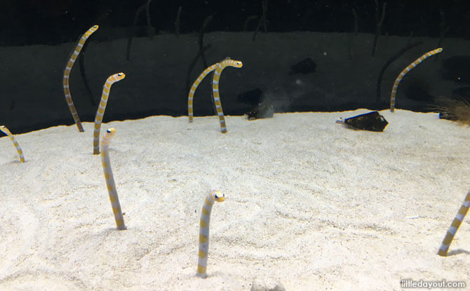 Eels at the Kyoto Aquarium