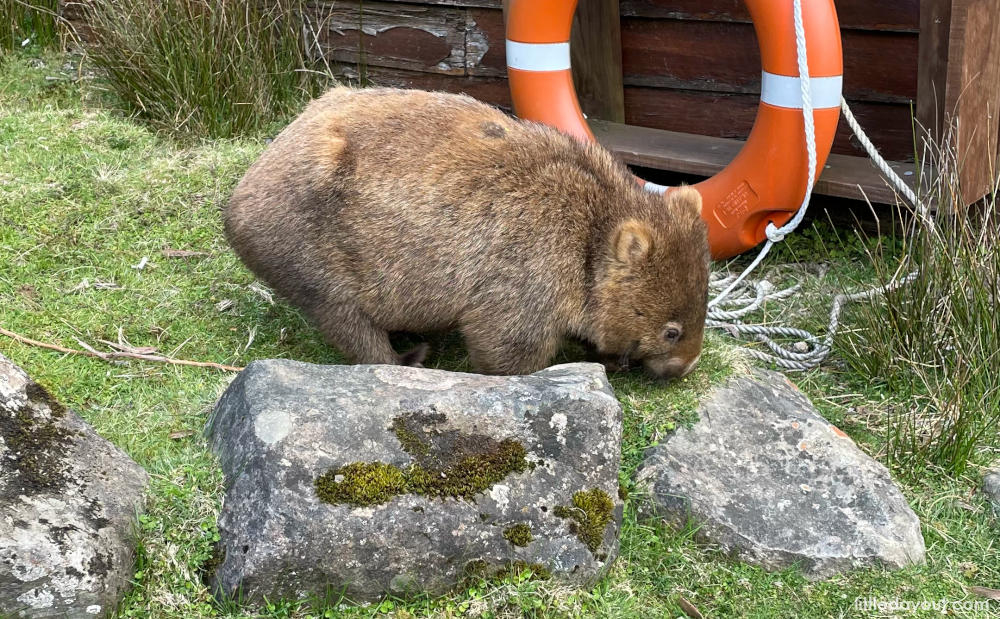 Tasmania