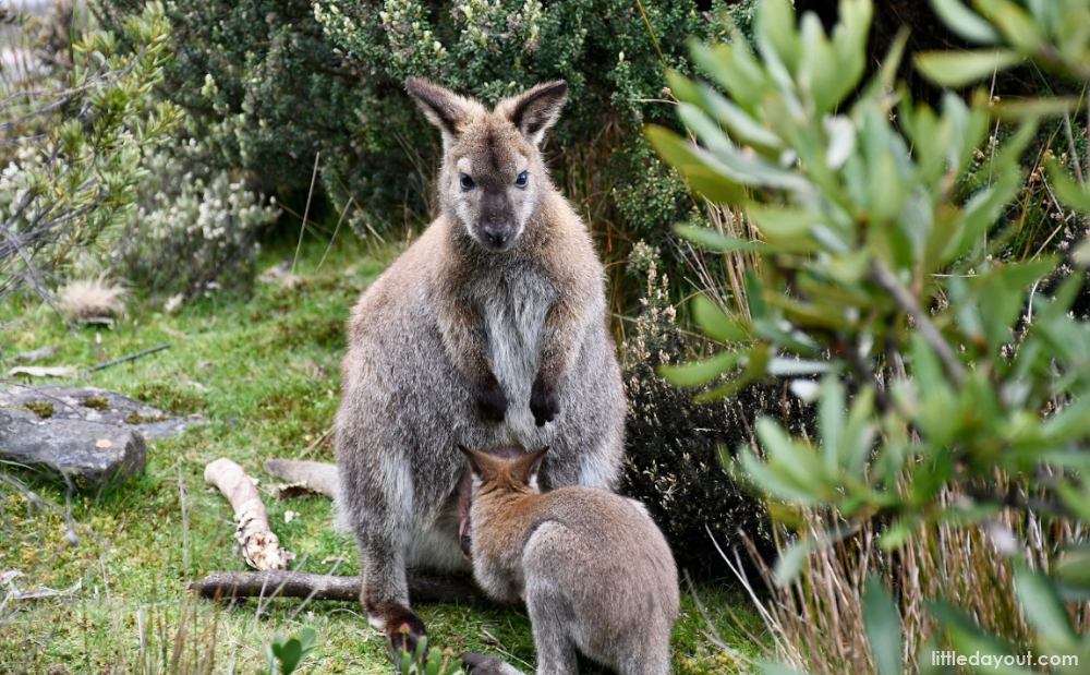 Tasmania