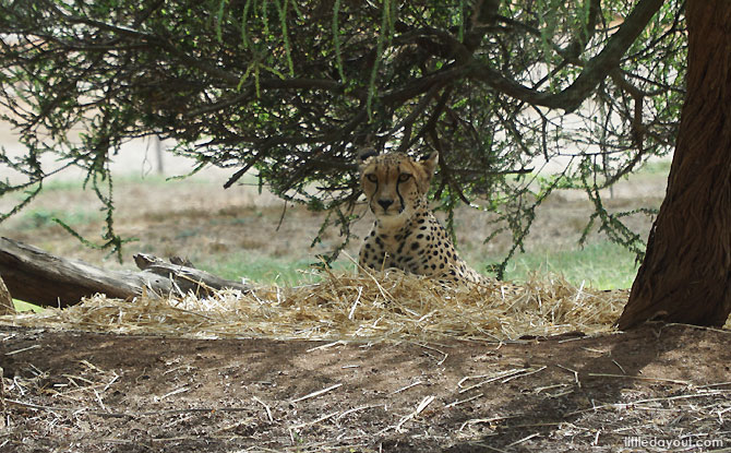Cheetah at the Werribee Zoo