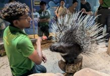 Hello From The Wild: Porcupine Edition Review