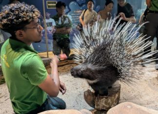 Hello From The Wild: Porcupine Edition Review