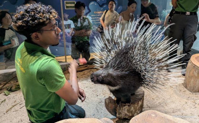 Hello from the Wild Porcupine 3
