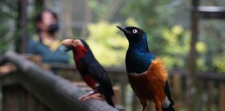 Local Residents Enjoy 50% Off Jurong Bird Park Tickets From Now Till 26 June 2022