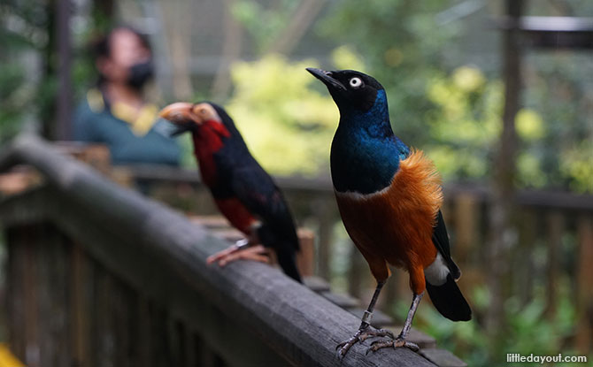 Birds at Jurong Bird Park, African Treetops