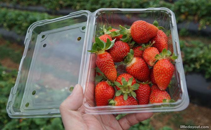 Punnet of strawberries.
