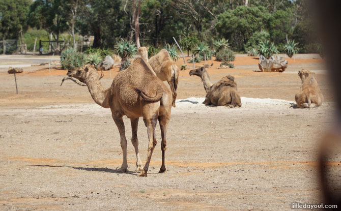 Camels