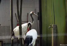 Japanese birds