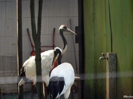 Japanese birds