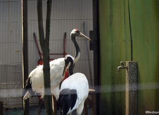 Japanese birds