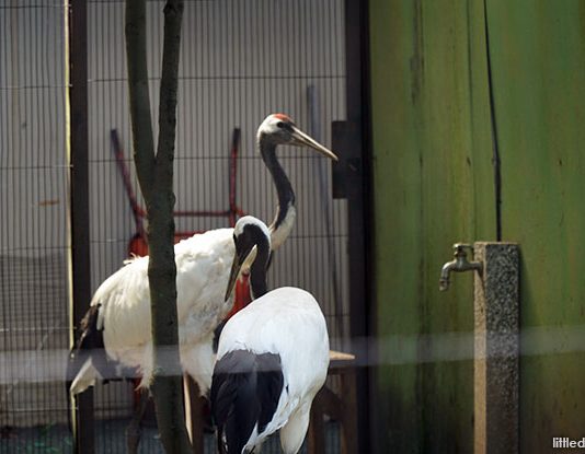 Japanese birds