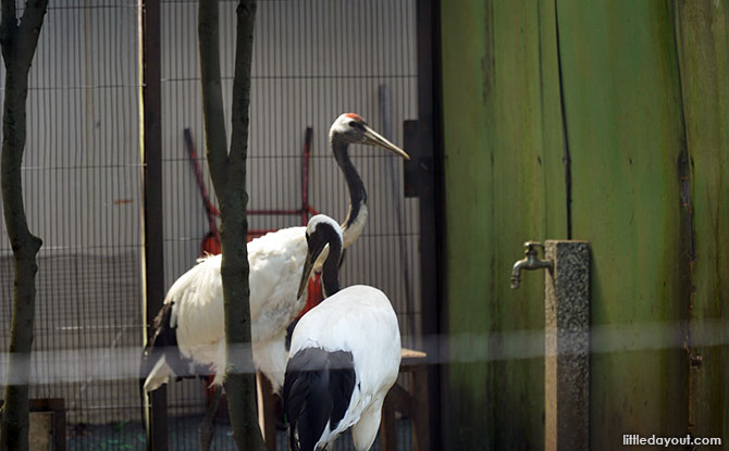 Ueno Zoo: Animal Encounters In Urban Tokyo Japanese birds