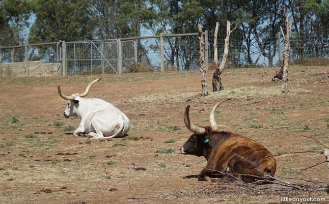 Longhorn cattle