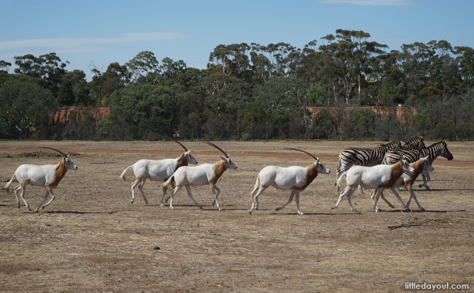 Savannah exhibit at the Werribee Open Range Zoo, Melbourne