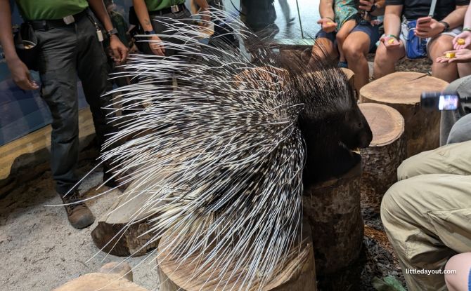 Hello From The Wild: Porcupine Edition Review 1 4 19
