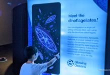 Glowing Oceans: Touch Plankton & See Them Light Up Glowing Oceans: Touch Plankton & See Them Light Up