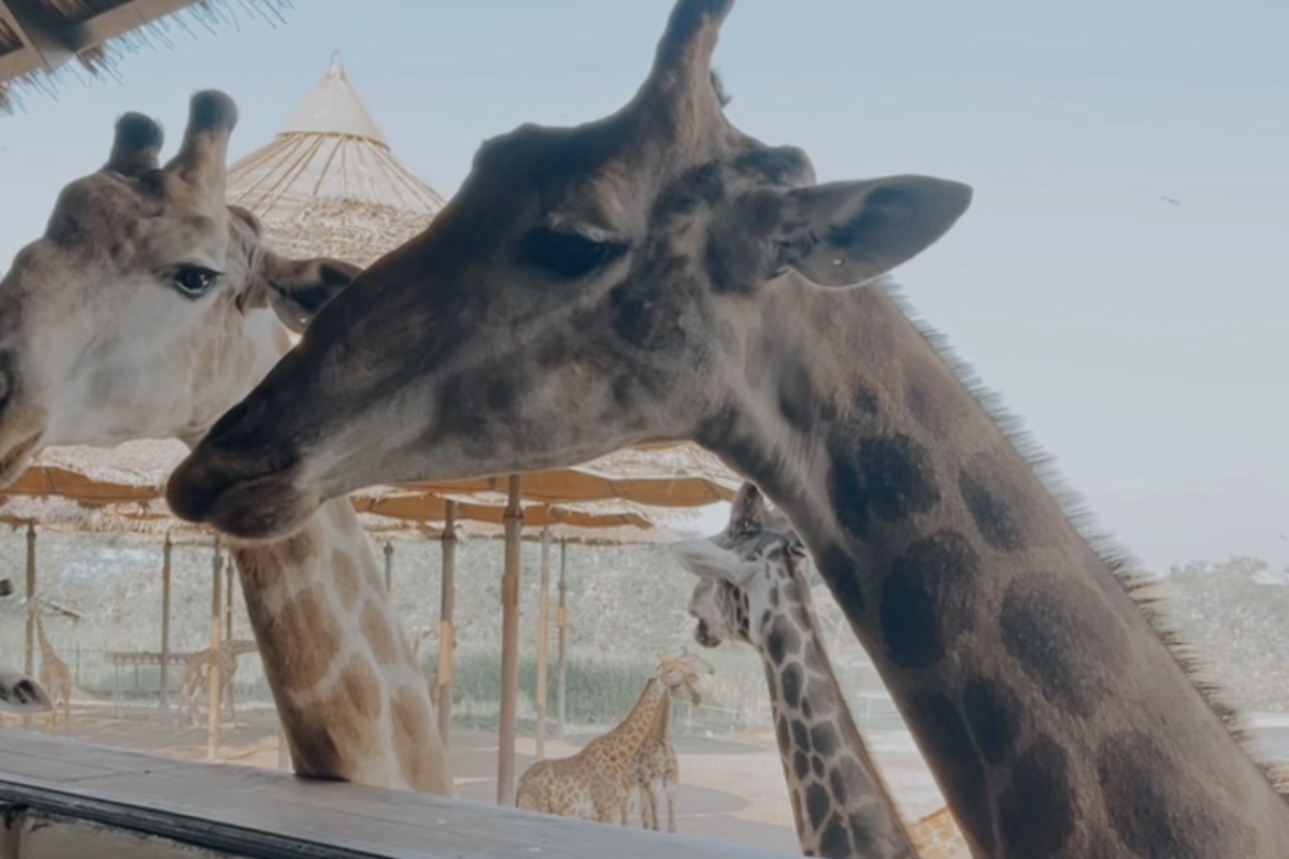 Day 4: Safari World Bangkok