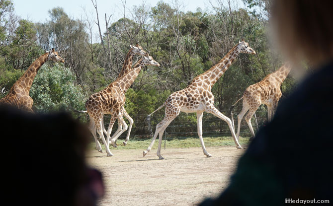 Galloping giraffes