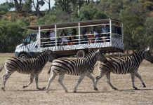 41-werribee-open-range-zoo-melbourne