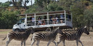 41-werribee-open-range-zoo-melbourne