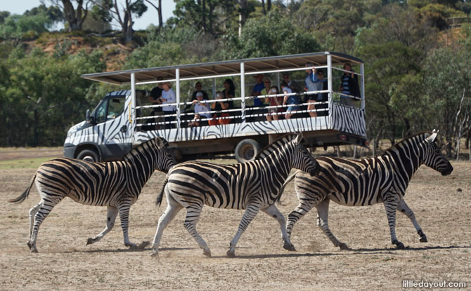 werribee park zoo safari