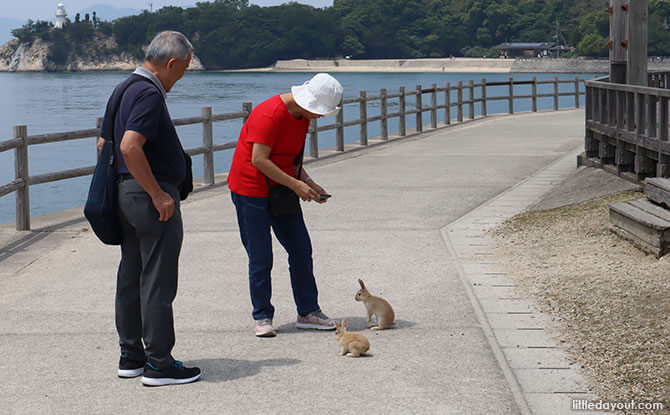 Visiting Okunoshima Bunny Island