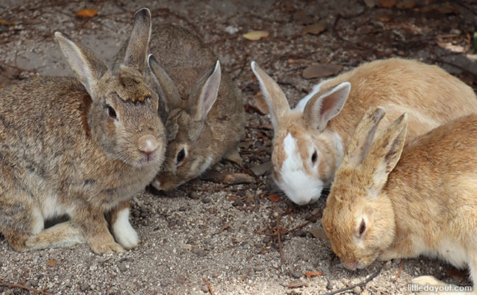 Bunny Island