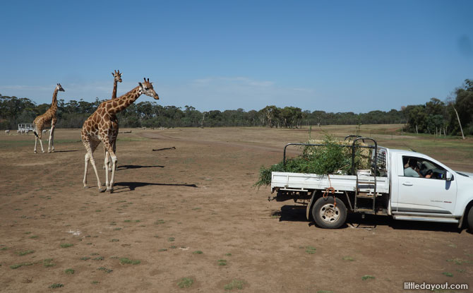 Giraffes looking for food