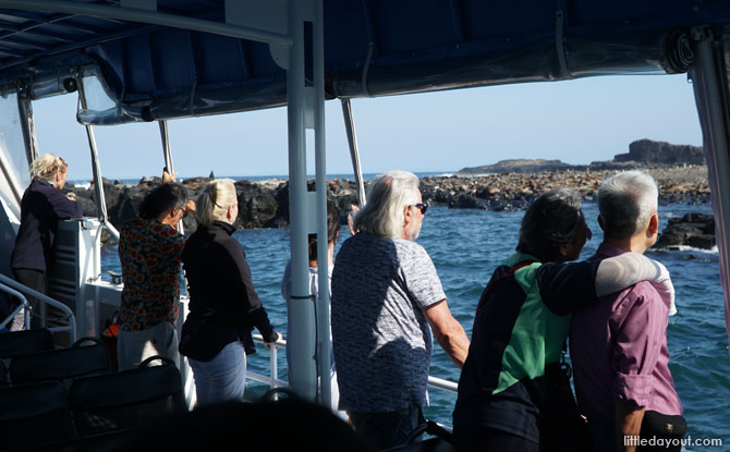 Viewing the seals on the Phillip Island eco-boat tour.