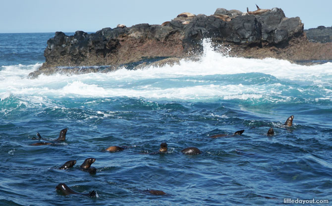 Seal Rocks, home to the largest colony of Australian Fur Seals.