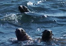 Seal Rocks: An Eco-Adventure At Phillip Island Seal Rocks: An Eco-Adventure at Phillip Island